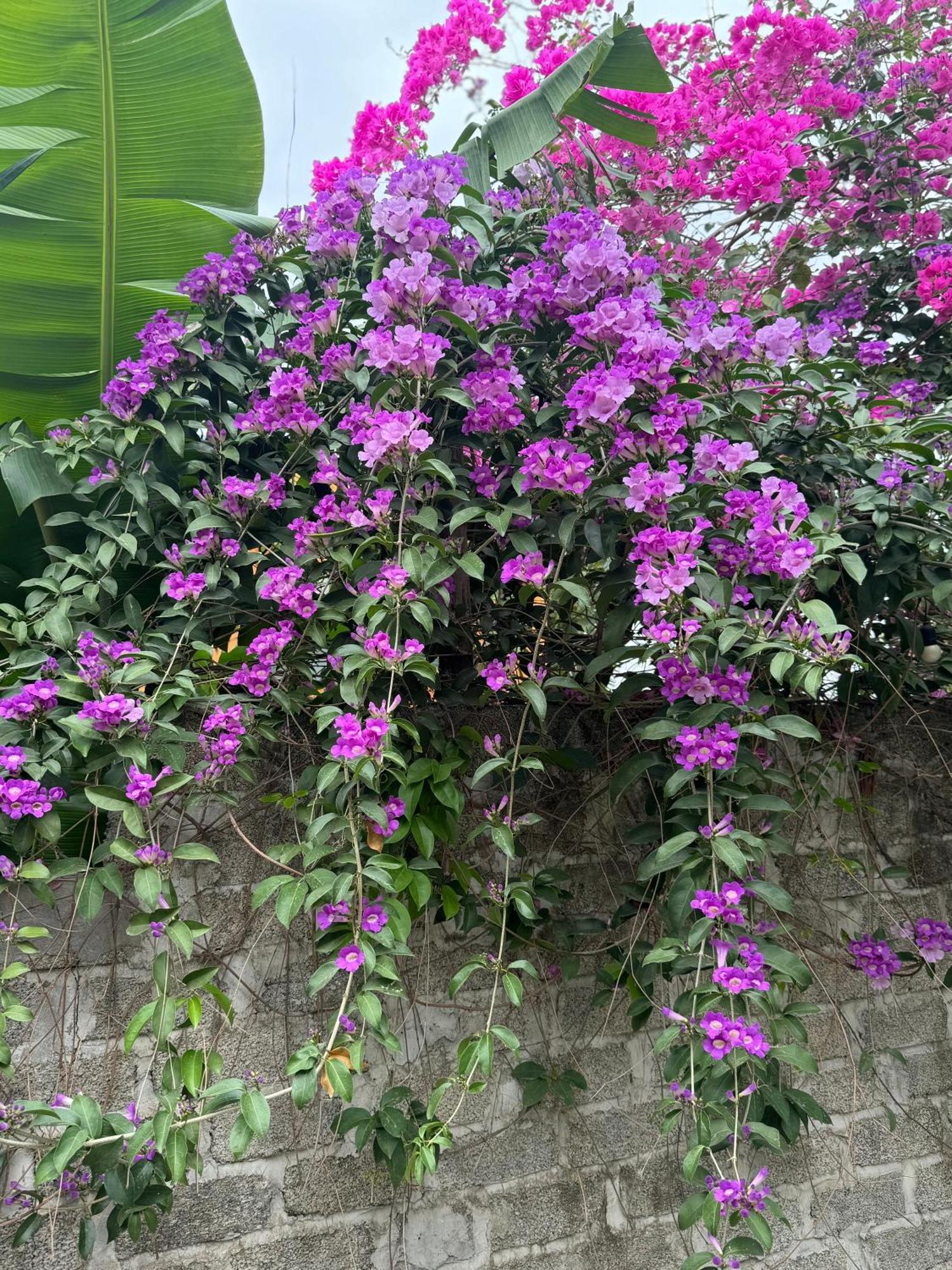 宁平 Rosa Garden酒店 外观 照片